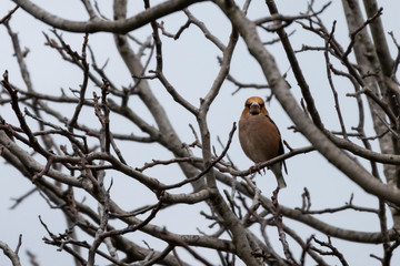 A male of hawfinch sitting on a branch