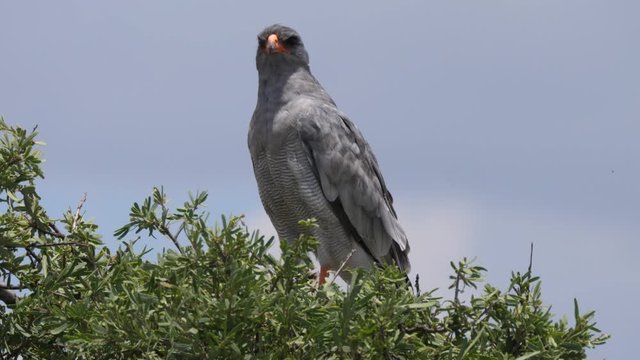 Pale chanting goshawk in a tree at Central Kalahari Game Reserve in Botswana