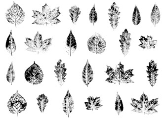 Set of leaves imprints. Handmade stamps. Black and white.