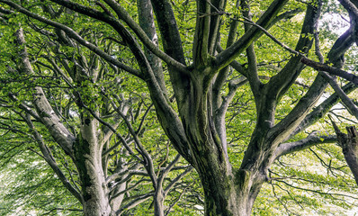 Trees at Lorton, Lake District, Cumbria, England