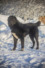 Beautiful black and white alabai central Asian shepherd dog