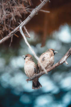 Two brown sparrow birds on twig