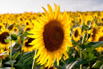 field of golden sunflowers and a big one close up