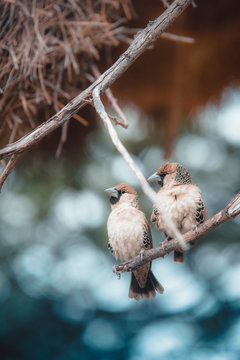 Two birds standing on tree stem at daytime