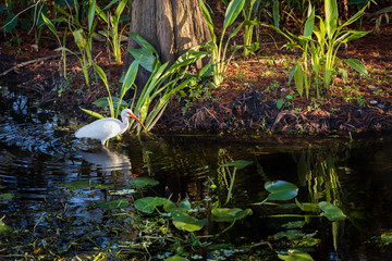American white Ibis wading in lake