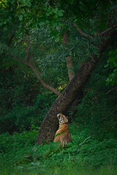 Adult tiger near green leaf tree