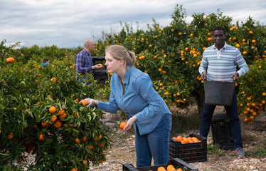 Woman picking tangerines © JackF