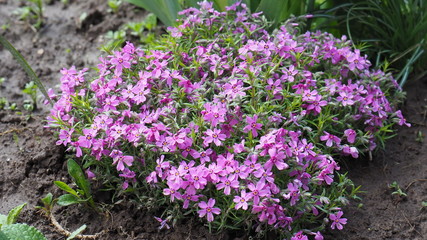 Obraz premium purple flowers in the garden