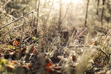 winter forest, winter landscape, frost on grass, pine in the snow