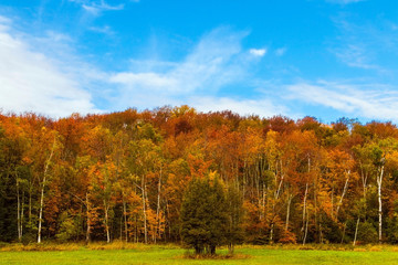 autumn landscape with trees