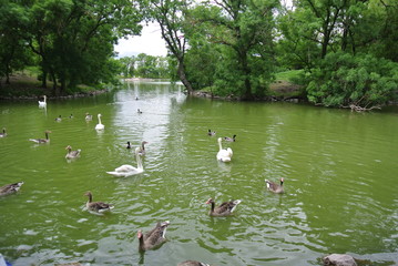 pond with birds in Askania Nova Ukraine