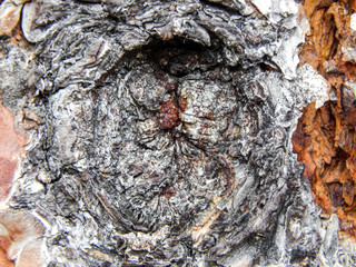 Close up of tree bark and knothole