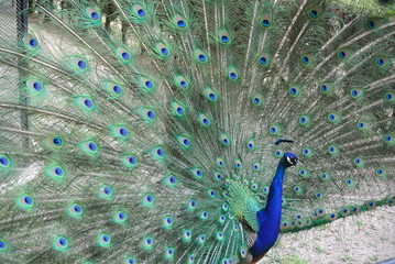 Obraz premium Peacock tail. Askania Nova, Ukraine