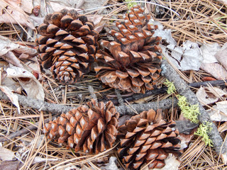 Pinecones on the ground in Omak, WA with pine needles, twigs and leaves in background