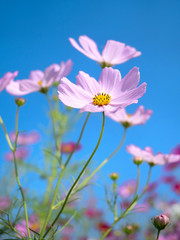 秋晴れのコスモス畑