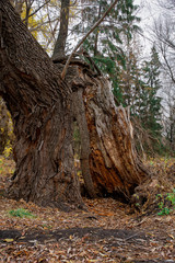 old cracked tree in the forest