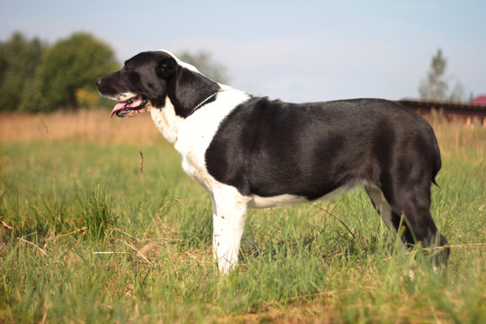 Beautiful black and white alabai central Asian shepherd dog