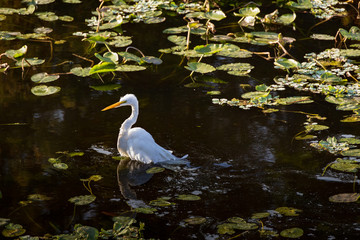 Great white heron wading in lake