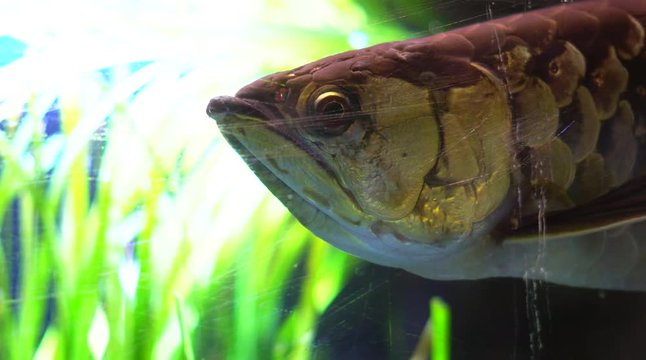 Cinematic close up shot of Largemouth bass fish underwater in aquarium tank