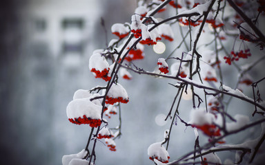 On thin branches hang clusters of ripe red  rowan, covered with white soft snow in the winter cold.