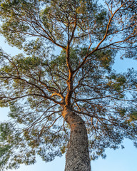 cedar crown against a bright blue sky