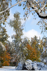 Schneebedeckte Bäume im Herbst