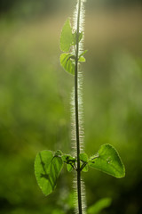 hairy stem plant