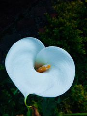 Corazón en flor
