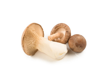 Fresh eringi mushrooms isolated on white  background.