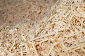 Sawdust or wood dust texture background, Sawdust close up