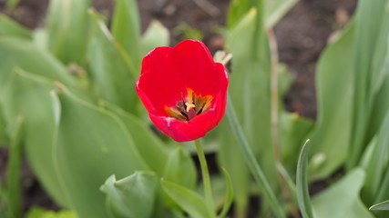 red tulip on background of green grass