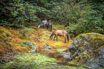 Horses grazing in rain