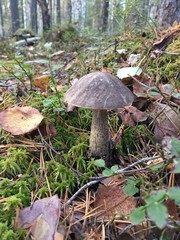 Mushrooms in the autumn forest. Natural background.