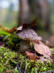Small brown-cap birch bolete with a leaf on it