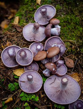 Purple mushrooms in the autumn forest. Beautiful wood blewit mushroom. Lepista nuda fruit bodies. Fantastic fungi.	
