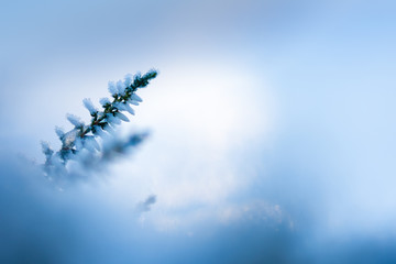 Winter background with frosted heather flowers