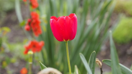 field of red tulips