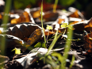 autumn leaves in the forest