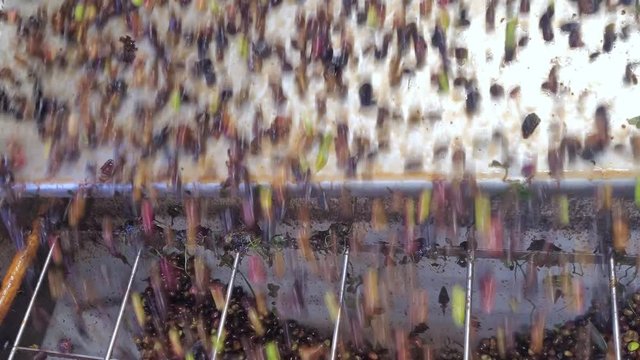 Oil mill defoliation machine process,olives rolling motion,italian extra virgin