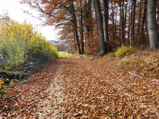 Autumn walk