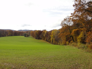 Willow at the edge of the forest
