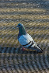 Taube auf der Strasse