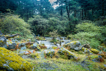 Colorful forest with a mountain stream