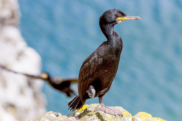 European Shag or Common Shag - Image taken at Bull Island, Dublin, Ireland