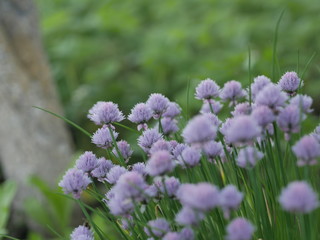 purple flowers in garden