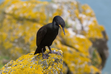 European Shag or Common Shag - Image taken at Bull Island, Dublin, Ireland
