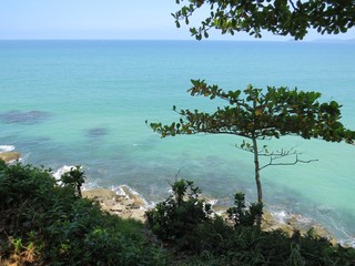 sea ​​landscape with green waters and trees