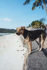 Dog at the beach in Bali