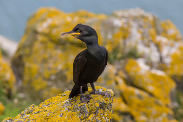 European Shag or Common Shag - Image taken at Bull Island, Dublin, Ireland