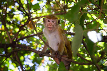 Cute macaque family in the wild forest; Monkeys in a natural habitat